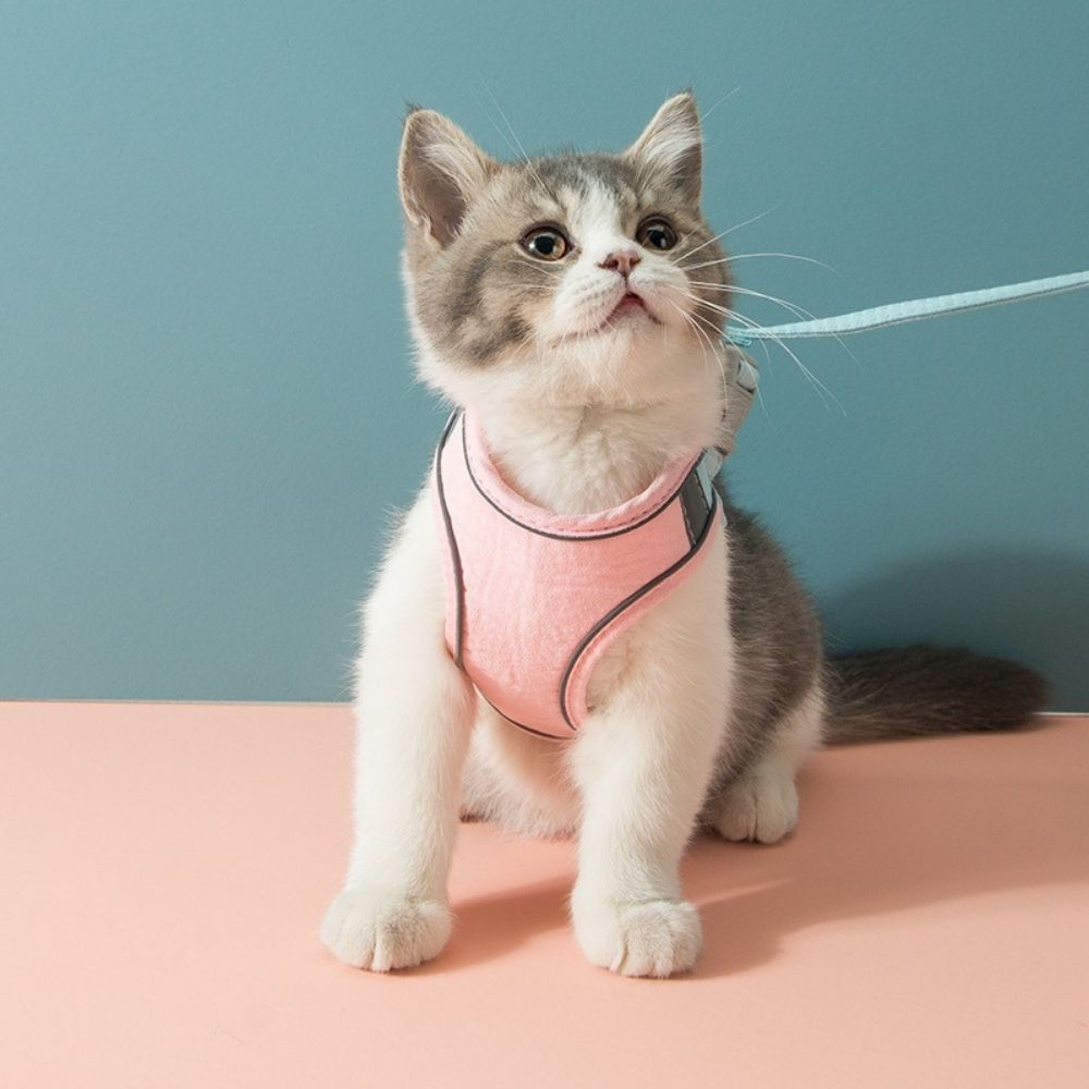 Cat Harness - Oscar-Orange | Teal-S-State of Style
