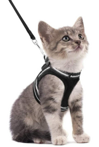 Cat Harness with Leash - AdventureKit-Black-S-State of Style