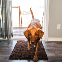 Dog Entrance Mat - Boris-Brown-S-State of Style