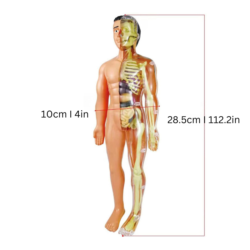 Educational Anatomy Model for Kids - BioBouw-State of Style