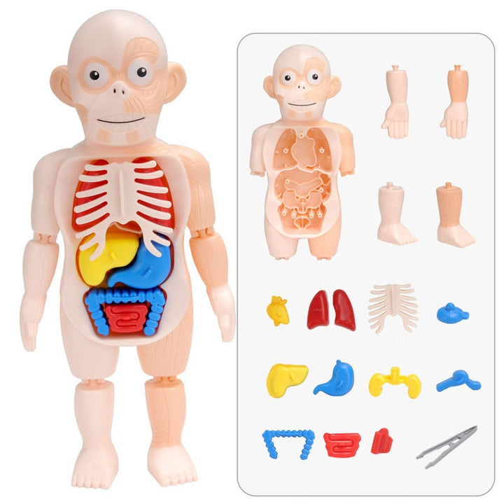 Educational Anatomy Set for Children – Dr. Bones-State of Style