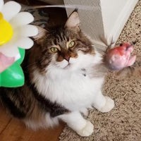 Interactive Bird Toy for Cats - Purrfect Play-Butterfly-State of Style