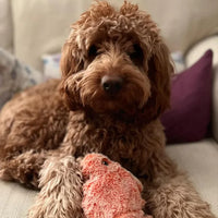 Motion Sensor Dog Toy - PlayPal-Lobster-State of Style