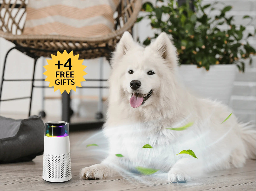 Pet Odour Humidifier – PetFresh-Black-State of Style