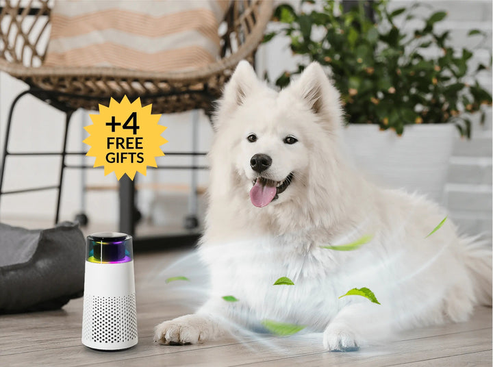 Pet Odour Humidifier – PetFresh-Black-State of Style