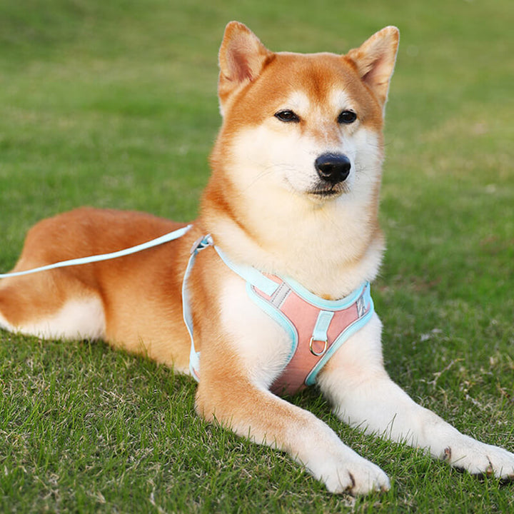 Reflective Puppy Harness - BrightPaw-Blue-S-State of Style