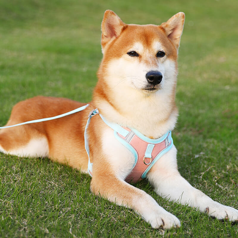 Reflective Puppy Harness - BrightPaw-Blue-S-State of Style
