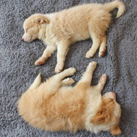 Soft Puppy Blanket - SnuggleFur Fleece-Grey-80 x 100 cm-State of Style