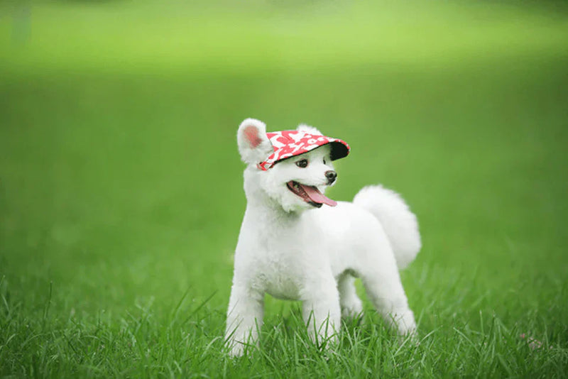 Stylish Round Brim Dog Hat - SunnyPaws-Striped-S-State of Style