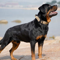 Tactical Dog Collar with Handle - PowerGrip-Brown-M-State of Style