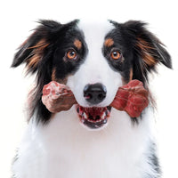 The Playful Dental Care for Dogs - BuddyChew-S-State of Style