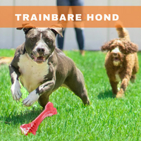 The Playful Dental Care for Dogs - BuddyChew-S-State of Style