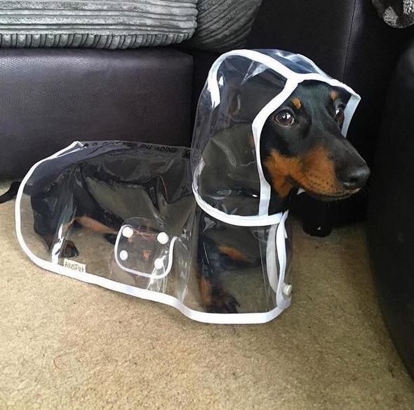Transparent Waterproof Raincoat for Dogs - DryPaw-White-XS-State of Style