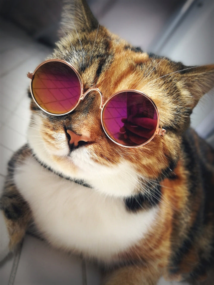Trendy Cat Sunglasses - KittyShades-Black-State of Style