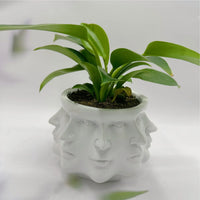 3D Face Pot - FaceBloom-White-State of Style