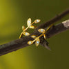 Elegant Leaf Ring | Nature-Inspired Adjustable Jewellery for Women