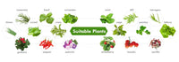 Slim Hydroponic Plant System for Indoors - GreenBloom Hydro