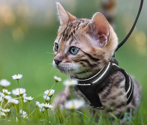 Cat Harness with Leash - AdventureKit-Black-S-State of Style