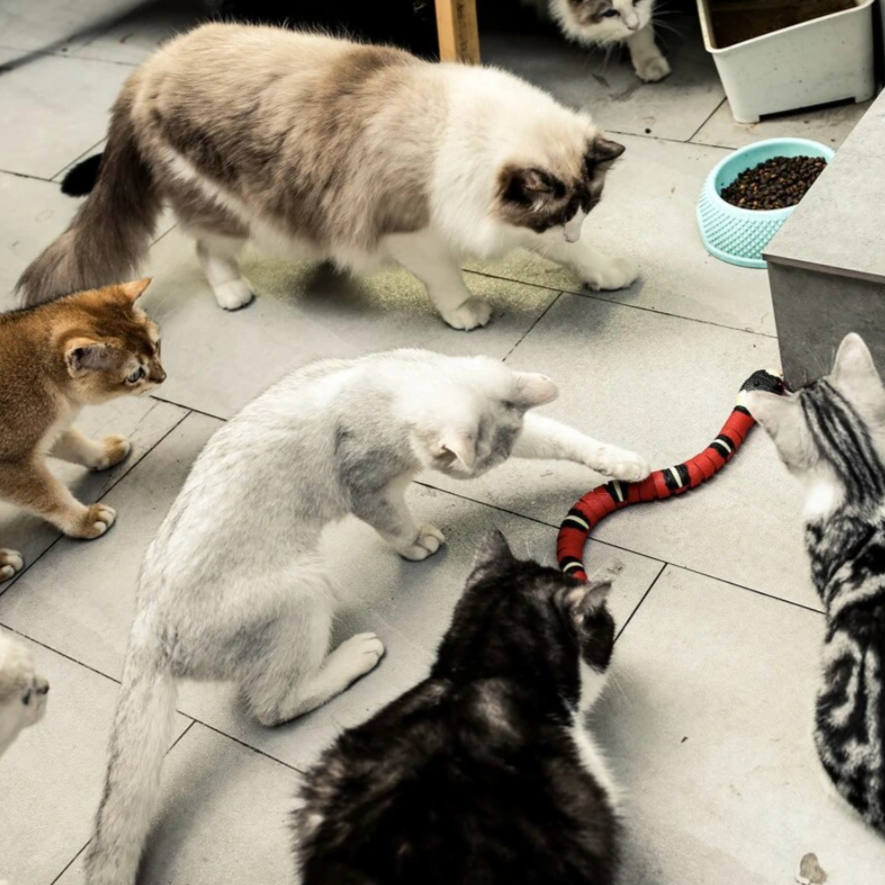 Cat Hunting Toy - SlitherPlay-State of Style