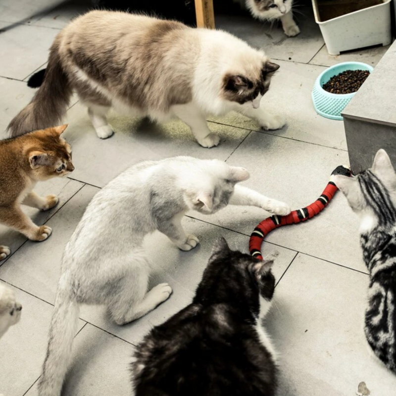 Cat Hunting Toy - SlitherPlay-State of Style