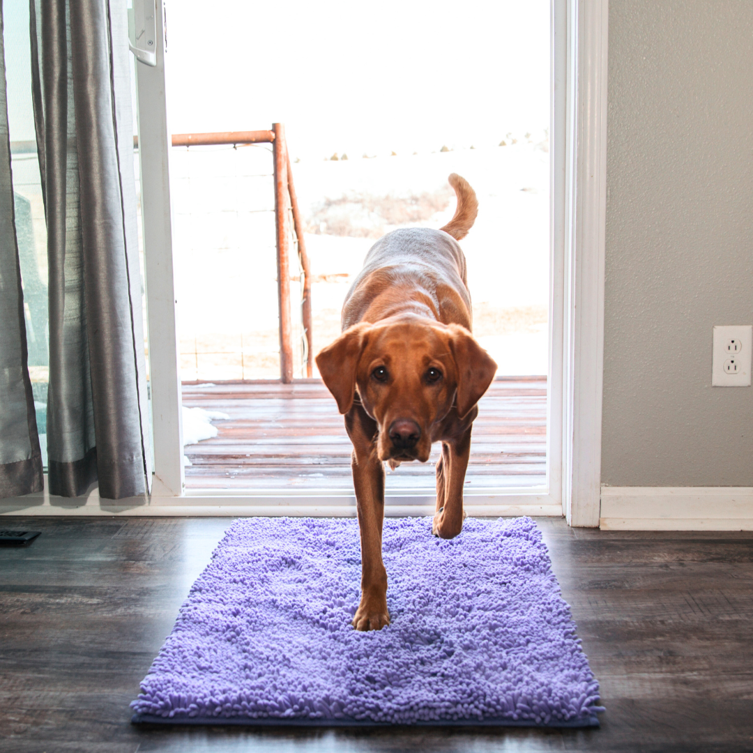 Dog Entrance Mat - Boris-Blue-S-State of Style