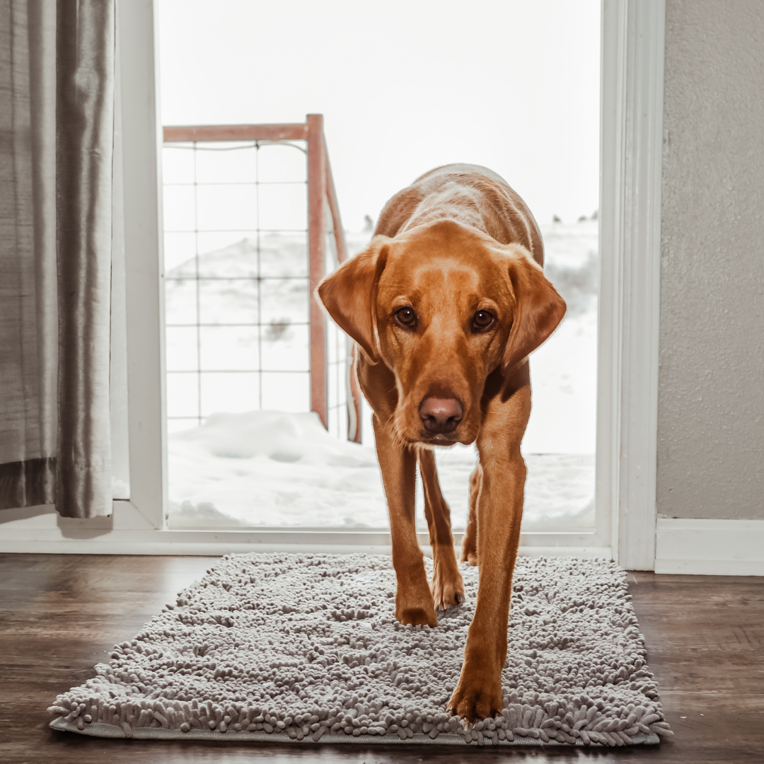 Dog Entrance Mat - Boris-Grey-S-State of Style
