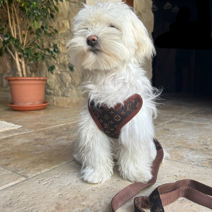 Dog Harness and Leash Set – PawLuxe-XS (1-1.5 kg)-State of Style