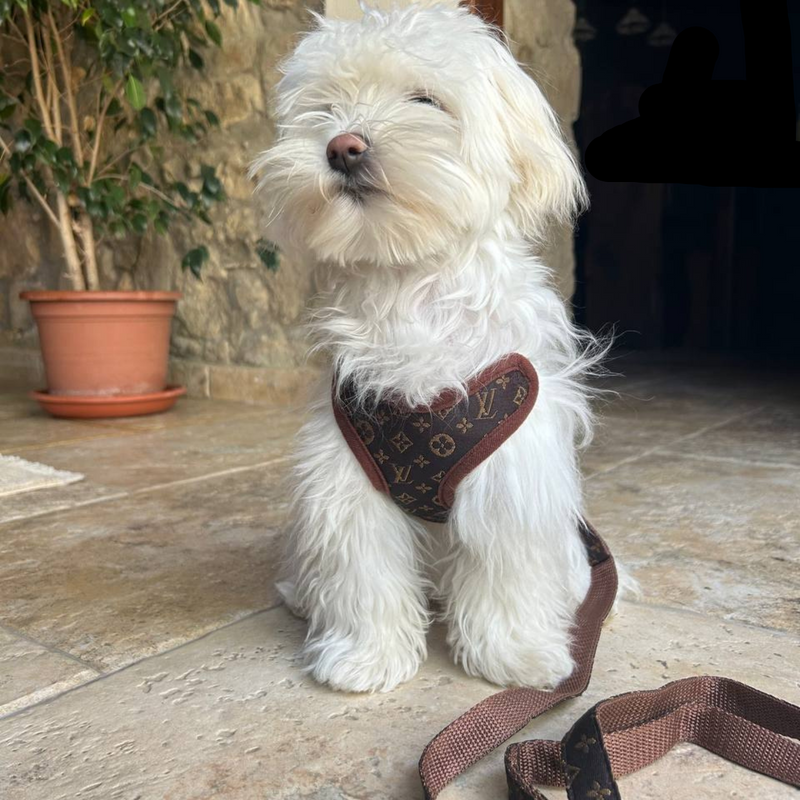 Dog Harness and Leash Set – PawLuxe-XS (1-1.5 kg)-State of Style