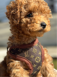 Dog Harness and Leash Set – PawLuxe-XS (1-1.5 kg)-State of Style