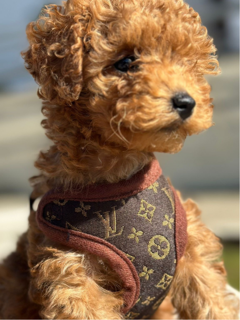 Dog Harness and Leash Set – PawLuxe-XS (1-1.5 kg)-State of Style