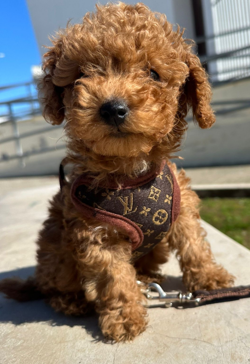 Dog Harness and Leash Set – PawLuxe-XS (1-1.5 kg)-State of Style