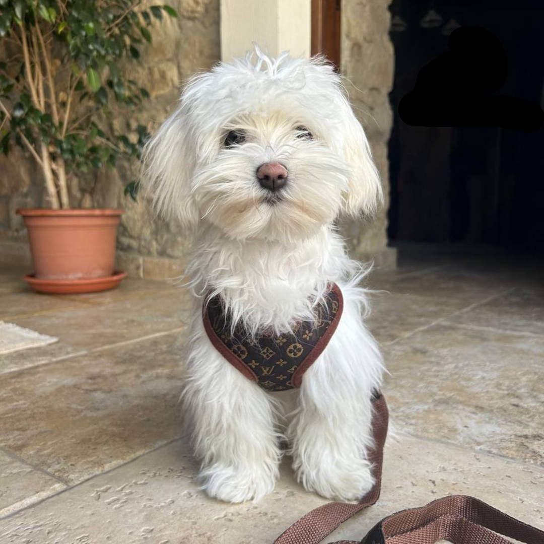 Dog Harness and Leash Set – PawLuxe-XS (1-1.5 kg)-State of Style