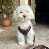 Dog Harness and Leash Set – PawLuxe-XS (1-1.5 kg)-State of Style