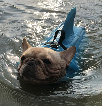 Dog Life Jacket - AquaPup-Blue-XS-State of Style