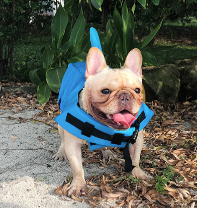 Dog Life Jacket - AquaPup-Blue-XS-State of Style