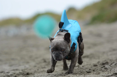 Dog Life Jacket - AquaPup-Blue-XS-State of Style