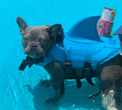 Dog Life Jacket - AquaPup-Blue-XS-State of Style