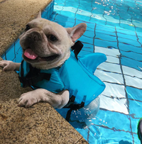 Dog Life Jacket - AquaPup-Blue-XS-State of Style