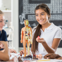 Educational Anatomy Model for Children - BioBouw-State of Style