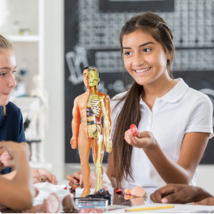 Educational Anatomy Model for Kids - BioBouw-State of Style
