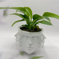 FaceBloom 3D Face Planter-White-State of Style