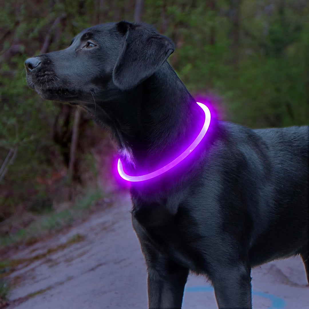 GlowSafe LED Dog Collar – Rechargeable USB Safety Light-Purple-State of Style