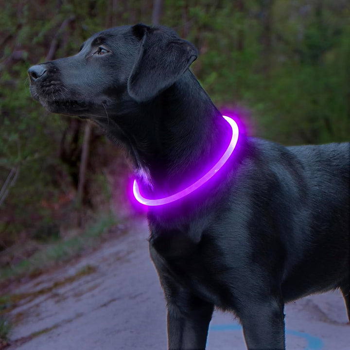 GlowSafe LED Dog Collar – Rechargeable USB Safety Light-Purple-State of Style