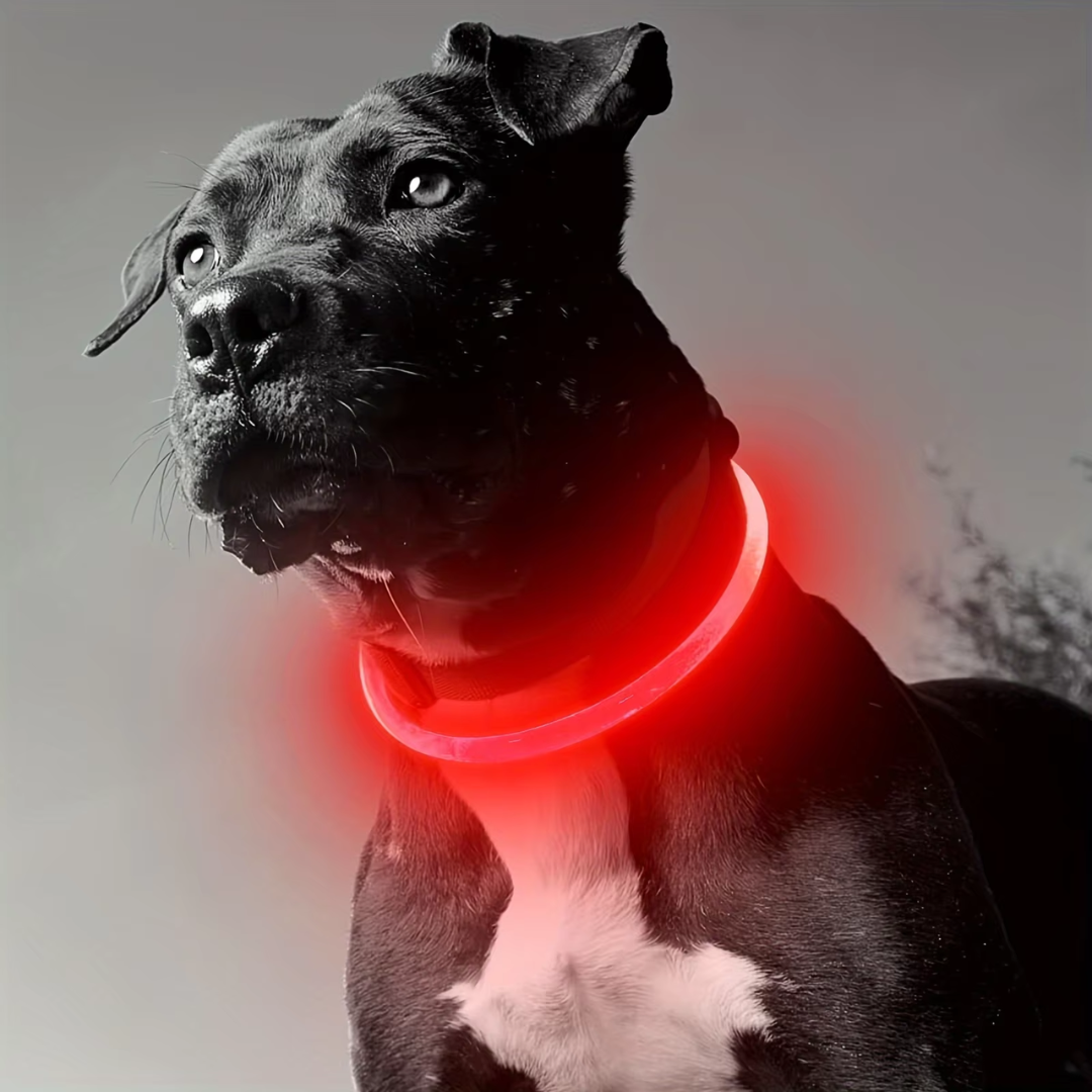 GlowSafe LED Dog Collar – Rechargeable USB Safety Light-Red-State of Style