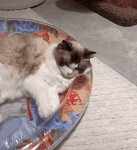 Interactive Cat Playmat - PurrPulse-State of Style