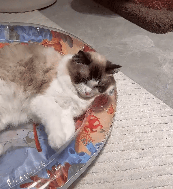 Interactive Cat Playmat - PurrPulse-State of Style