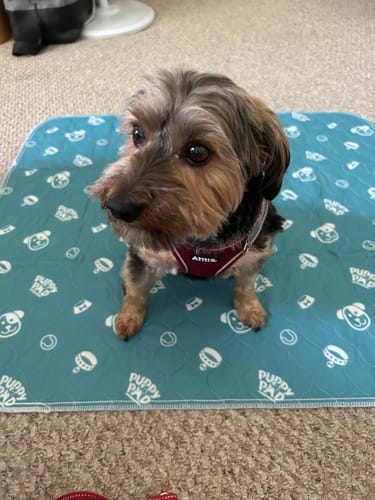 Leak-proof Pet Mat - PetPaws Comfort Mat-Classic-State of Style