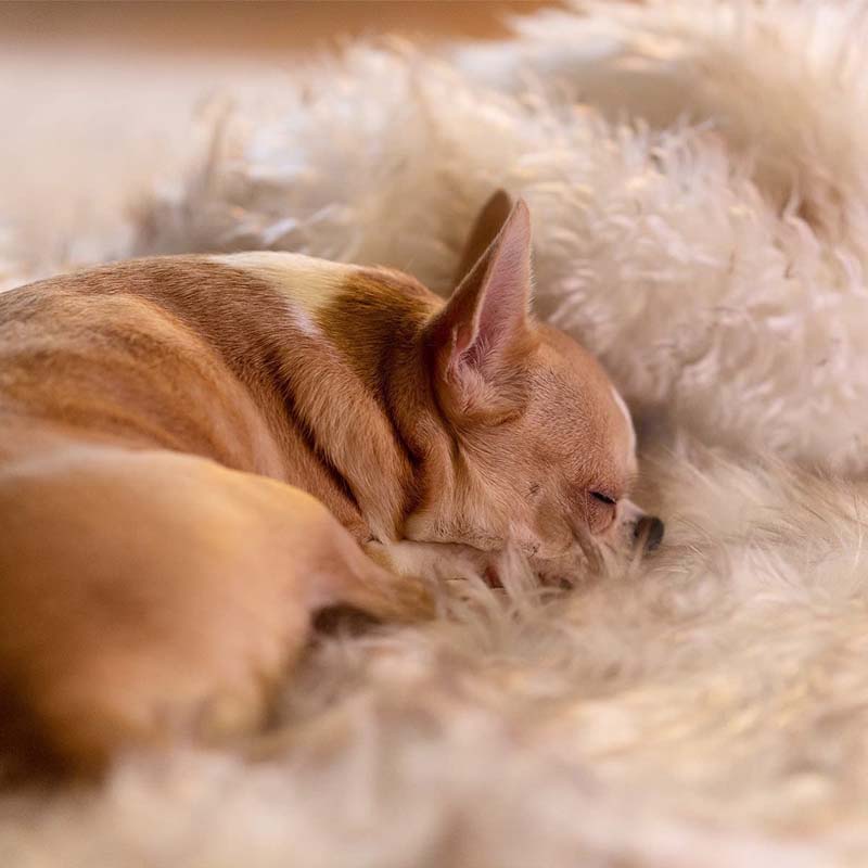 Luxury Waterproof Pet Blanket - CozyPaw™-White/brown-75 x 100 cm-State of Style