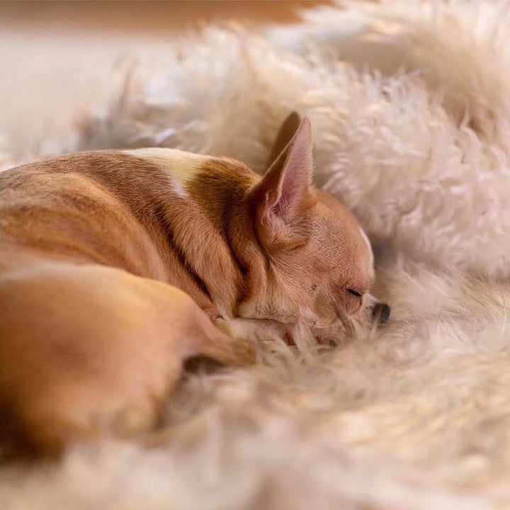 Luxury Waterproof Pet Blanket - CozyPaw™-White/brown-75 x 100 cm-State of Style