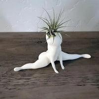 Spooky Shape Air Plant Display - SpookyBuddy-State of Style